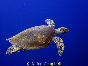 We were nearing the end of a pretty uneventful dive when ... by Jackie Campbell 